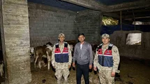 Kilis’te kaybolan 13 büyükbaş hayvan jandarma tarafından bulundu