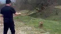 Bolu'da Tilkiyle Eğlenceli Anlar