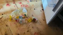 Gümüşhane'de Ayı Sorunu Devam Ediyor