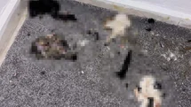 Başakşehir’de Yavru Kediler Bulundu