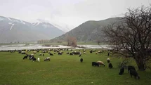 Bitlis'te Otlaklar Canlandı
