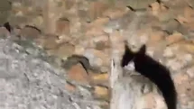 Vaşak Tunceli’de Görüntülendi
