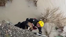 Batman Çayı'nda Mahsur Kalan Köpek Kurtarıldı