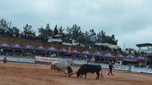 İzmir'de Boğa Güreşleri Festivali Coşkusu