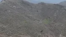 Şırnak'ta Kartalın Domuz Avı Görüntülendi