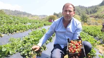 Hatay’da çilek hasadı başladı