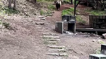 Soğuksu Milli Parkı'nda Ayı Ailesi Görüntülendi
