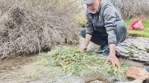 Malatya'da Yemlik Otu İlgi Görüyor