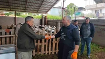 Mersin'de Kurbanlık Satışları Başladı