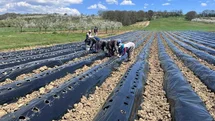 Kütahya Pazarlar'da Çilek Üretimi Artıyor