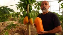 Tropikal papaya meyvesinde hasat heyecanı: Kilosu 90 TL’ye kadar çıkıyor
