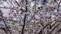 Adana'da Kiraz Çiçekleri Kar Altında Kaldı