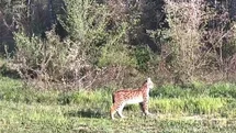 Ovacık’ta Vaşak Görüntülendi