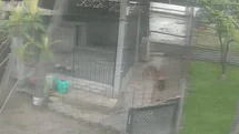 Ordu'da Tilki Kümeste Tavuğa Saldırdı