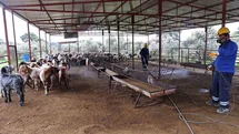 Antalya'da Karasinek İlaçlama Çalışmaları