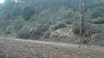 Ganos Dağları'nda Karacalar Görüntülendi