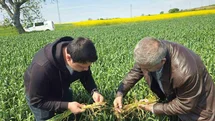 Edirne'de Buğday Tarlalarında Hastalık Uyarısı