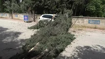 Antalya’da mezarlıktaki ağaç devrildi, park halindeki araç zarar gördü