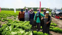 Iğdır'da İlk Marul Hasadı Yapıldı
