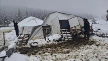 Denizli'de Çadır Çöktü, Hayvanlar Kurtarıldı