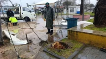Sakarya'da Kavak Ağacı Devrildi