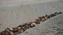 Iğdır'da Arı Saldırısı Sonrası Hasar Tespiti