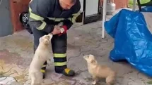 Niğde’de baraj taşkınında mahsur kalan 2 yavru köpek itfaiye ekiplerince kurtarıldı