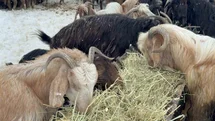 Eskişehir'de Besici Çiftin Zorlu Mücadelesi
