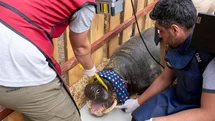 İzmir Doğal Yaşam Parkı'nda Hayata Döndürülen Ceylan