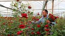 Antalya'da Gül Fiyatları Yükseldi