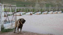 Sivas'ta Kangal Çiftliği Sular Altında Kaldı