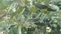 Salihli’de Zeytin Üreticilerine Halkalı Leke Uyarısı