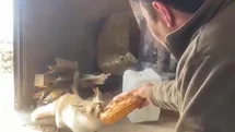 Ahlat'ta İşçilerle Tilki Arasındaki Dostluk