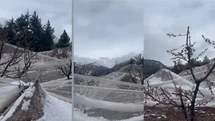Değnek Mahallesi’nde Kar Felaketi: Karın Ağırlığına Dayanamayan Dolu Fileleri, Şeftali Bahçelerinin Üzerine Yıkıldı