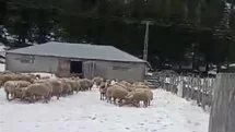 Osmaniye'de Mahsur Kalan Vatandaş Kurtarıldı