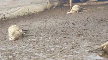 Polatlı'da Kurt Saldırısı Yaşandı