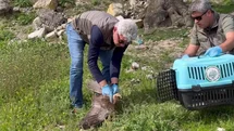Kızıl Şahin Doğaya Yeniden Salındı