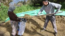 Aydın’da bahar bereketi, yağışlar hayvancılık sektörüne yaradı