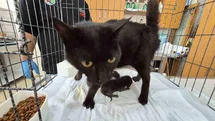 Antalya'da Kedi ve Yavruları Kurtarıldı