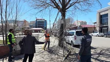 Ardahan'da Ağaç Budama Çalışmaları