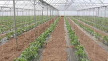 Erzincan'da Modern Seracılık Faaliyetleri