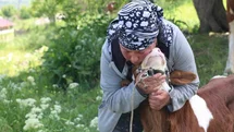 Üzümlü’de yabancı gelin hayvancılığa renk kattı