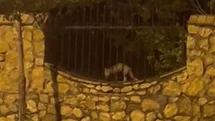 Elazığ'da Tilkinin Tavuk Avı