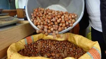 Düzce’den AB ülkelerine 4 bin 452 ton fındık ihraç edildi