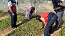 Emet'te Sera İncelemeleri Yapıldı