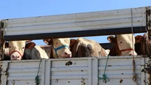 Bayburt’ta kurbanlık hayvan sevkleri için uyarı