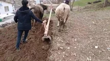 Bahçesaray'da Geleneksel Tarım Yöntemleri Devam Ediyor