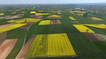 Edirne'de Sarı Kanola Tarlaları