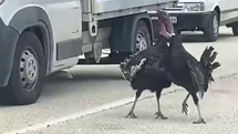 Karabük'te Hindi Kavgası Trafiği Durdurdu