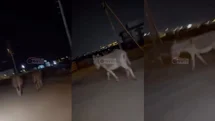Yenişehir’de Gece Mesaisi: Gökçebelen Sokaklarında İki Başıboş Eşek!